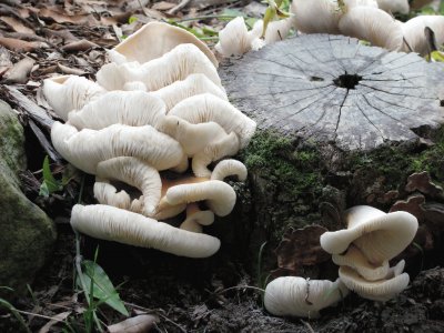 Tree mushrooms