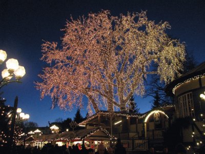 Trees decked for Christmas, Sweden