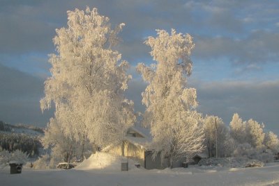 Wintery birch trees, Sweden