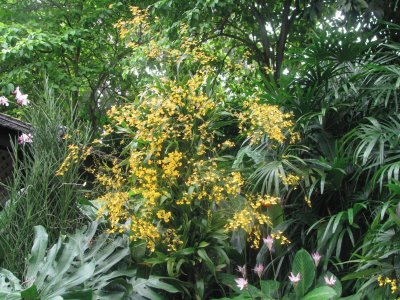 Yellow bush, Singapore