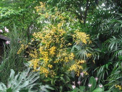 Yellow bush, Singapore jigsaw puzzle