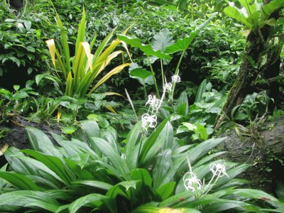 Wispy white flowers among green, Singapore