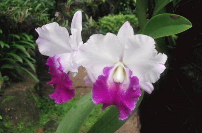 פאזל של Cerice and white orchids, Singapore