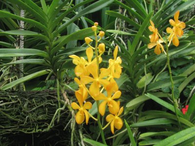 Yellow orchids, Singapore