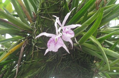 White and purple orchid high in a tree, Singapore
