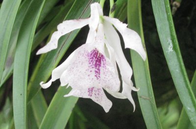 White and purple orchid, Singapore jigsaw puzzle