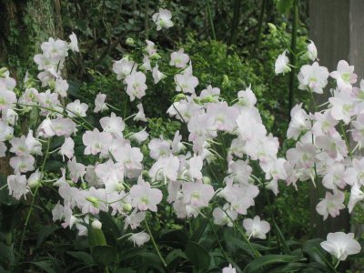 White flowers, Singapore jigsaw puzzle