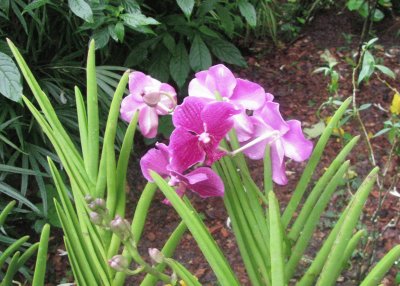Cerice-purple orchid, Singapore