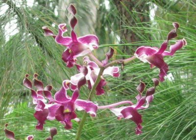 Dark purple orchid, Singapore