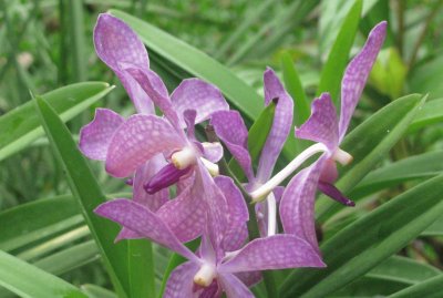 Stunning purple orchid, Singapore jigsaw puzzle