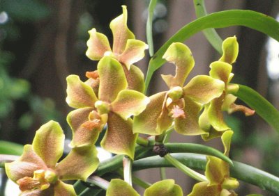Orange-yellow orchid, Singapore