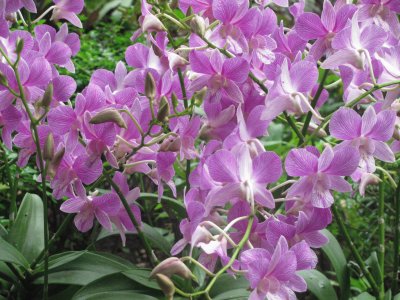 Lilac orchids, Singapore jigsaw puzzle
