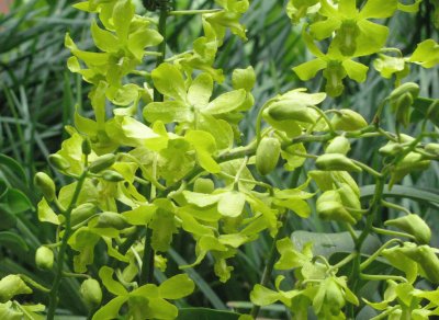 Pale green orchids, Singapore jigsaw puzzle