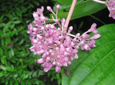 Pale pink blossoms, Singapore