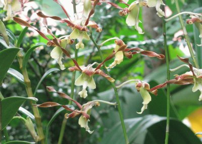 Yellow-brown orchids, Singapore jigsaw puzzle