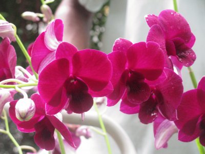 Burgundy orchids, Singapore jigsaw puzzle