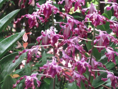 Burgundy corkscrew orchids, Singapore