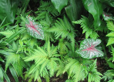 Speckles and stripes among green plants, Singapore jigsaw puzzle