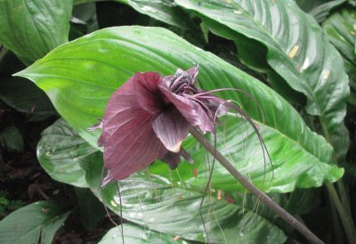 פאזל של Black flower, Singapore