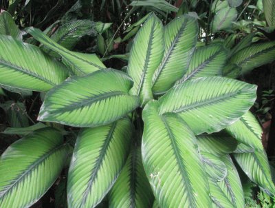 Green stripes plant, Singapore jigsaw puzzle