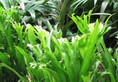 Sunlight on tall green leaves, Singapore