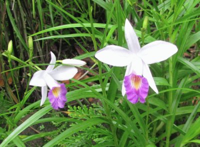 White and purple trumpet-like orchid, Singapore