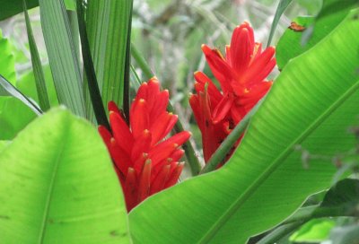 Red ginger flower, Singapore