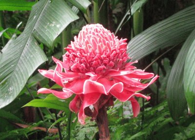 Red torch ginger plant, Singapore