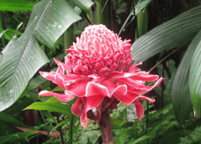 פאזל של Red torch ginger plant, Singapore