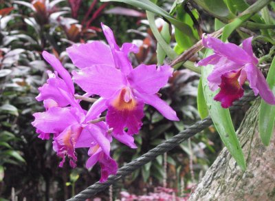 Bright purple orchid, Singapore