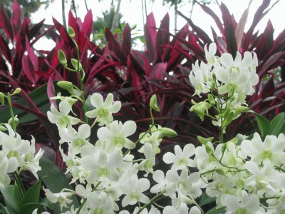 White orchids against burgundy plants, Singapore