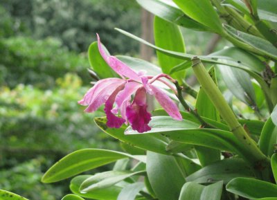 Pink orchid, Singapore