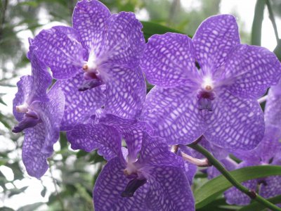 Blue speckled orchids, Singapore