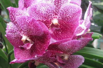 Pink speckled orchids close-up, Singapore
