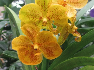 פאזל של Orange orchid, Singapore