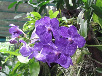 Blue orchid, Singapore