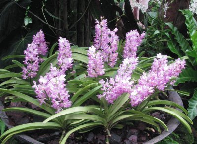 Pale pink orchids, Singapore
