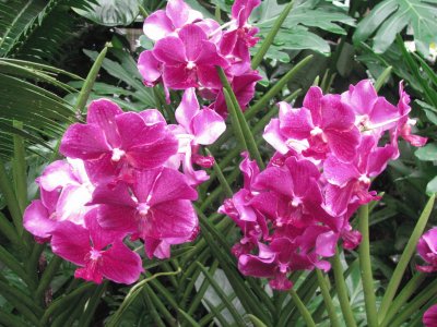 Dark pink orchids, Singapore