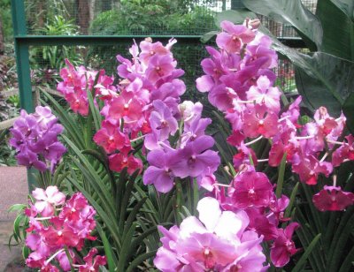 Pink and purple orchids, Singapore