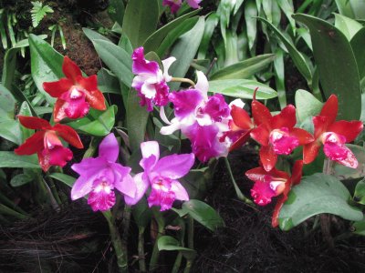 Red and purple orchids, Singapore