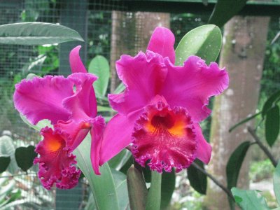 Dark pink and orange orchids, Singapore