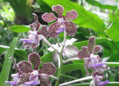 Speckly burgundy pale yellow orchids, Singapore