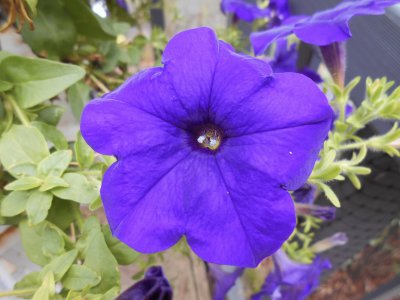 Purple begonia flower, Australia