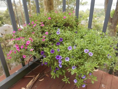 Small purple and pink flowers, Australia