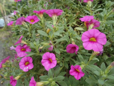 Pretty pink flowers, Australia jigsaw puzzle