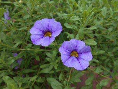 פאזל של Pretty purple flowers, Australia