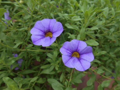 Pretty purple flowers, Australia jigsaw puzzle