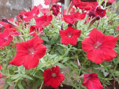 Red begonias, Australia jigsaw puzzle