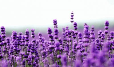 Lavanda