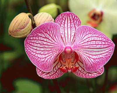 Orquidea jigsaw puzzle